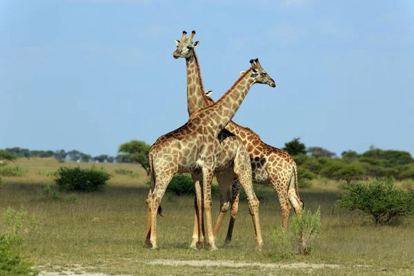 Savannah Girafa Animais Girafas Altas — Fotografia de Stock