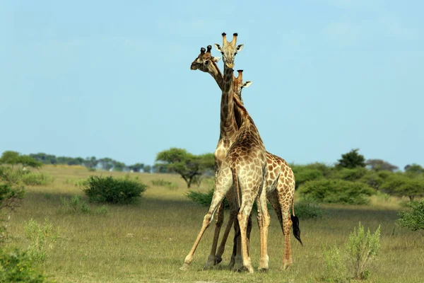 Girafes Savane Animaux Girafes Hautes — Photo