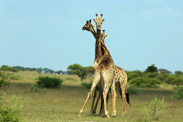 Savannah Girafa Animais Girafas Altas — Fotografia de Stock