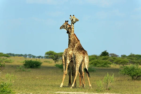 Savannah Girafa Animais Girafas Altas — Fotografia de Stock