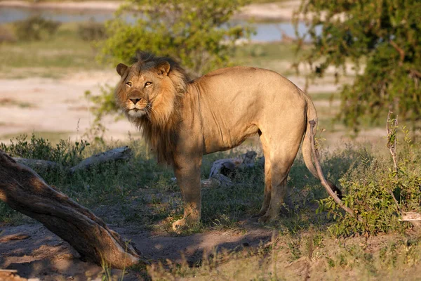 Λιοντάρι Επικίνδυνο Ζώο Στη Φύση — Φωτογραφία Αρχείου
