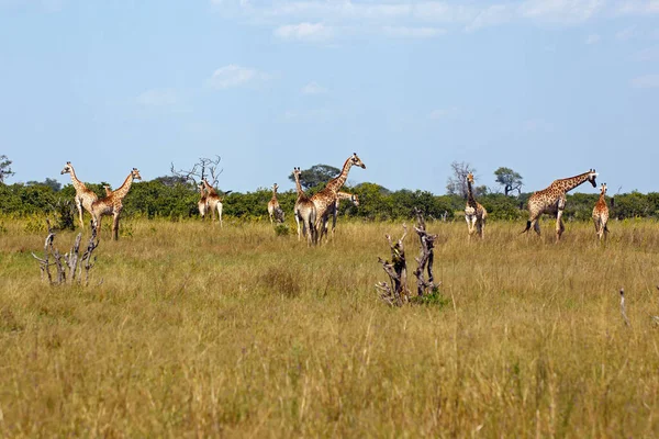 Жирафы Саванны — стоковое фото