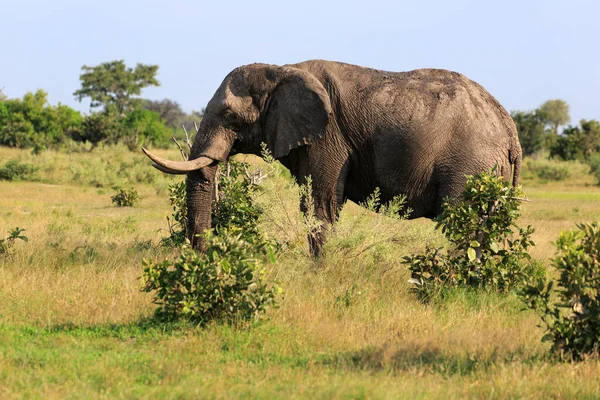 Afrikaanse Olifanten Het Wild — Stockfoto