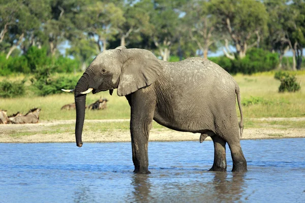 Elefant Wasserloch Afrikanisches Tier — Stockfoto