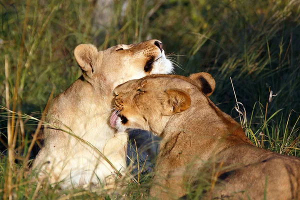 Lion Pack Dans Parc National Chobe Botswana — Photo