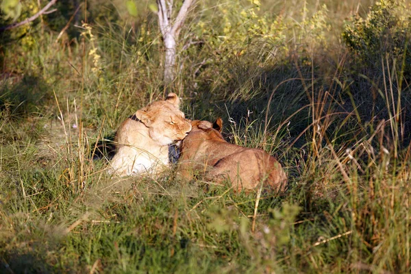 Lion Pack Στο Chobe National Park Στη Μποτσουάνα — Φωτογραφία Αρχείου