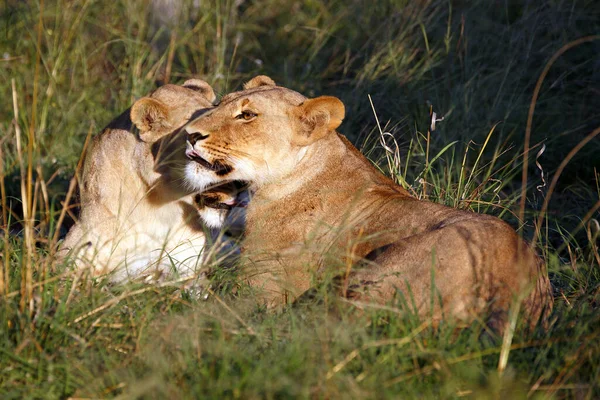 Paczka Lwów Parku Narodowym Chobe Botswanie — Zdjęcie stockowe