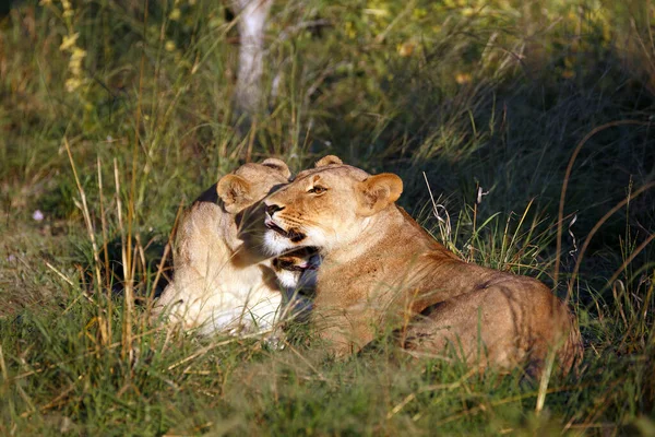 Kumpulan Singa Taman Nasional Chobe Botswana — Stok Foto