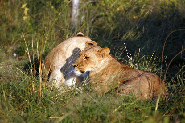 Pacote Leões Parque Nacional Chobe Botsuana — Fotografia de Stock