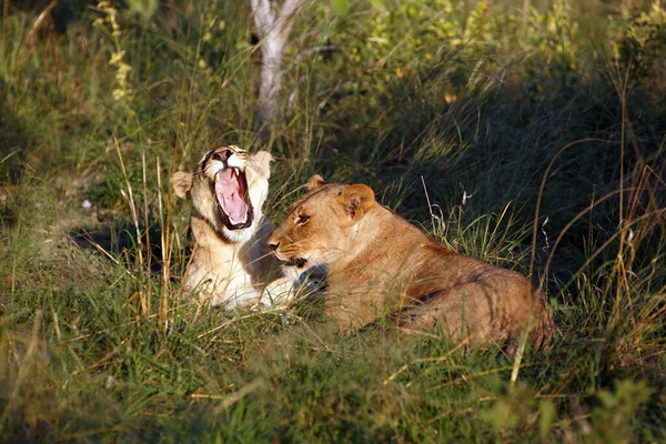 Paquete Leones Parque Nacional Del Coro Botswana — Foto de Stock