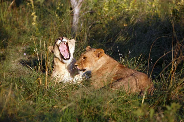 Lví Smečka Národním Parku Chobe Botswaně — Stock fotografie