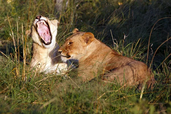 Pacote Leões Parque Nacional Chobe Botsuana — Fotografia de Stock