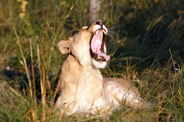 Löwin Chobe Nationalpark Botsuana — Stockfoto