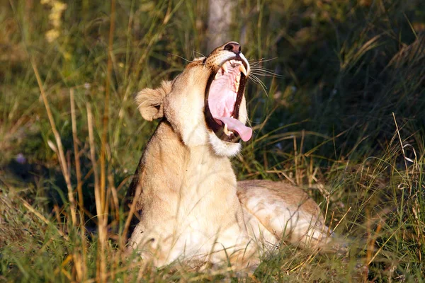 Левиця Національному Парку Чобе Ботсвані — стокове фото