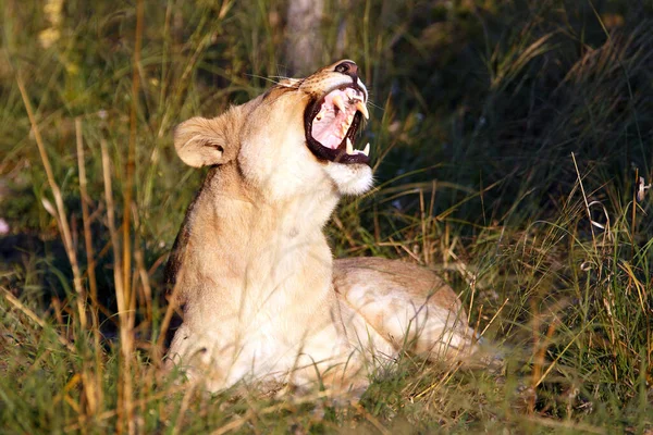 博茨瓦纳乔布国家公园的女狮子座 — 图库照片