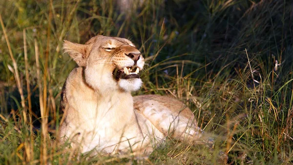 Leeuwin Het Chobe National Park Botswana — Stockfoto