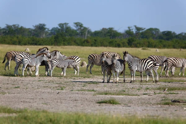 Zebra Állomány Vadon Élő Állatok — Stock Fotó