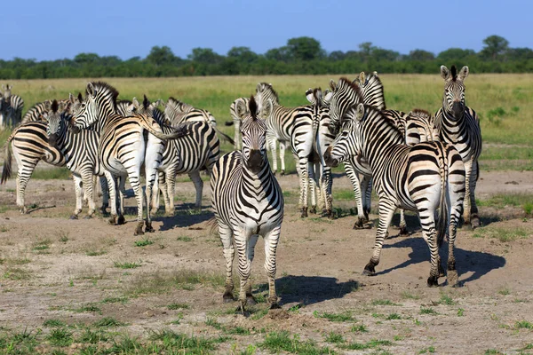 Stádo Zebry Divoká Zvířata — Stock fotografie