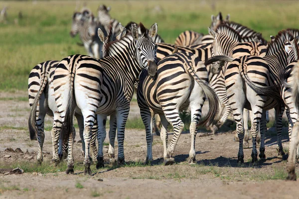 Zebra Sürüsü Vahşi Hayvanlar — Stok fotoğraf