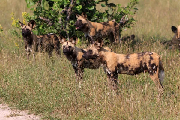 Cani Selvatici Parco Nazionale Chobe Botswana — Foto Stock