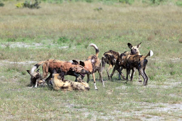Perros Salvajes Parque Nacional Chobe Botswana — Foto de Stock