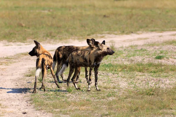 Άγρια Σκυλιά Στο Εθνικό Πάρκο Chobe Στη Μποτσουάνα — Φωτογραφία Αρχείου