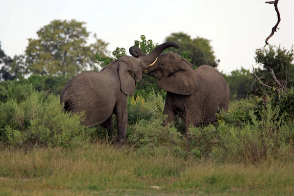 自然の中でゾウと戦う野生動物 — ストック写真