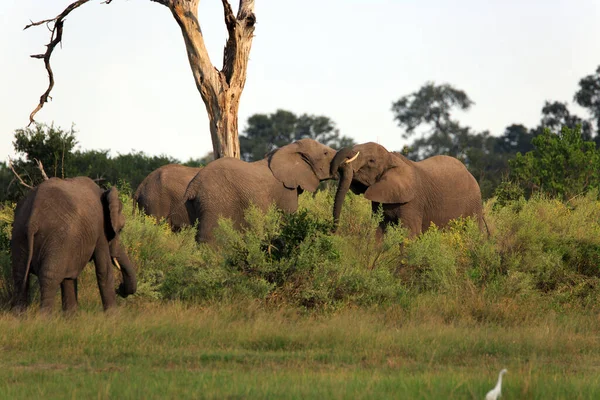 Fighting Elephants Nature Wild Animals — Stock Photo, Image