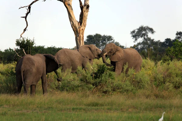 Luta Contra Elefantes Natureza Animais Selvagens — Fotografia de Stock