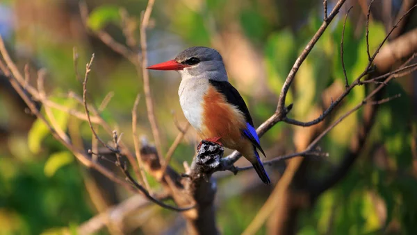 Red Billed Robin Bird — Stock Photo, Image