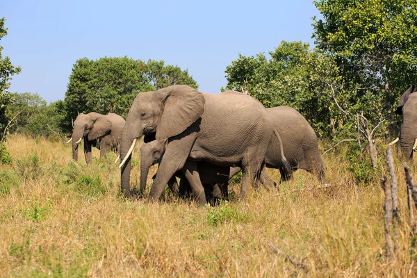 코끼리 남아프리카 공화국 — 스톡 사진