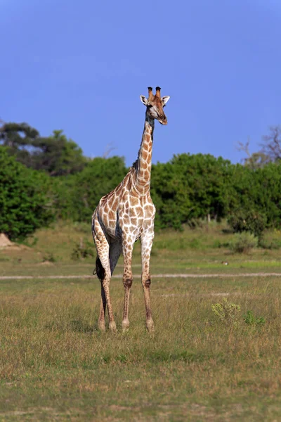 Žirafa Zvířata Volně Žijící Africe — Stock fotografie