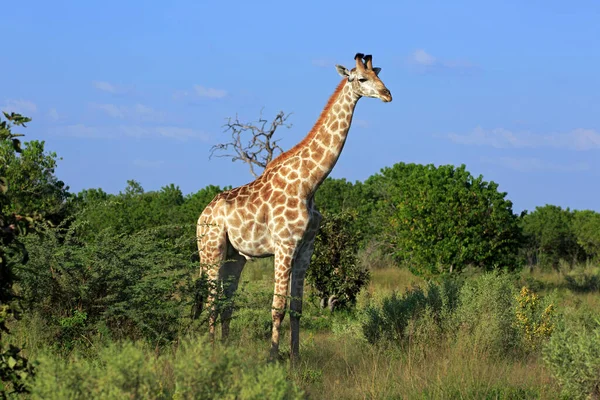 Afrika Daki Zürafa Hayvanları Vahşi Yaşam — Stok fotoğraf