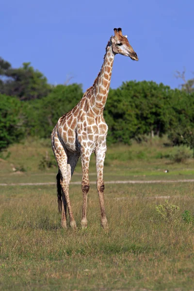 Животные Жирафа Африке — стоковое фото