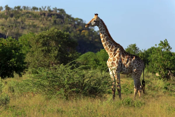 Afrika Daki Zürafa Hayvanları Vahşi Yaşam — Stok fotoğraf