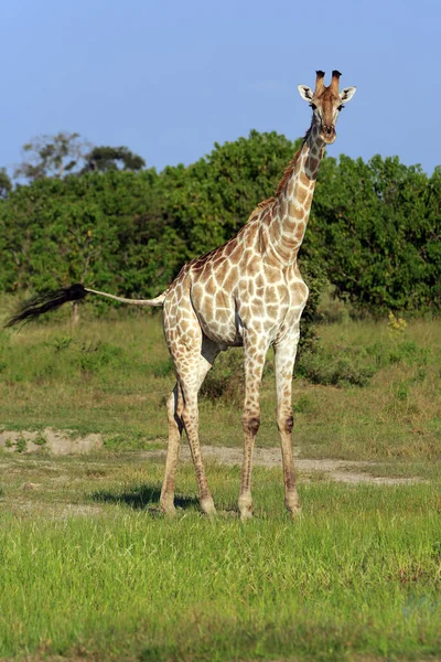 Giraffe Dieren Het Wild Afrika — Stockfoto