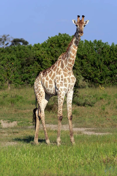 Giraffen Tiere Wildtiere Afrika — Stockfoto