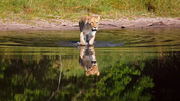 Leeuwin Chobe National Park Botswana Tijdens Het Waden Door Een — Stockfoto