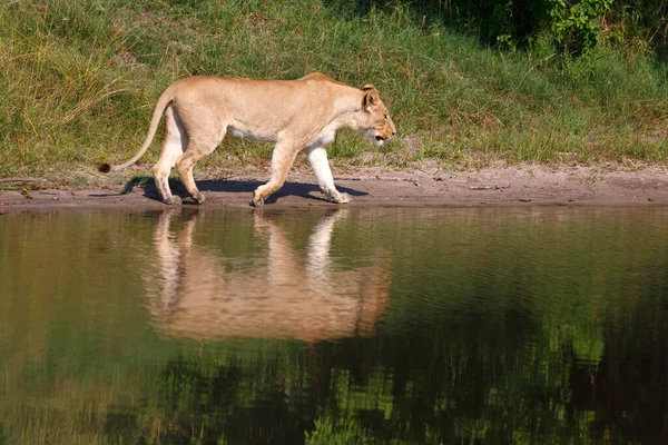 Oroszlán Botswanai Chobe Nemzeti Parkban — Stock Fotó