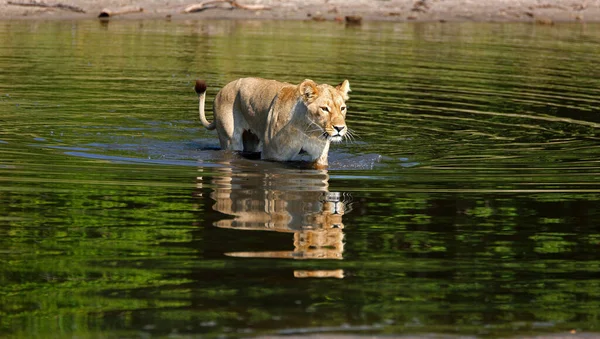 Leona Parque Nacional Chobe Botswana Mientras Vadea Través Río —  Fotos de Stock