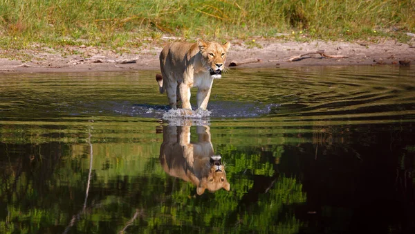 Leona Parque Nacional Chobe Botswana Mientras Vadea Través Río —  Fotos de Stock