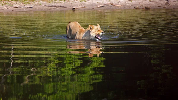 Lejoninna Chobe National Park Botswana Medan Vadar Genom Flod — Stockfoto