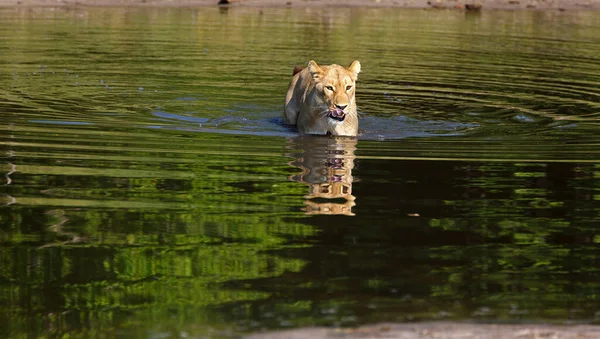 Lioness Chobe National Park Botswana While Wading River — Stock Photo, Image