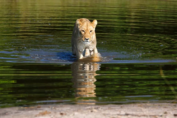 Lioness Chobe National Park Botswana While Wading River — Stock Photo, Image