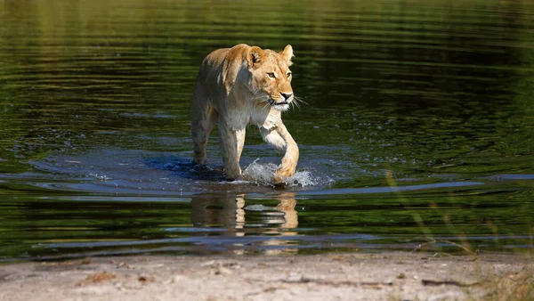 Leeuwin Chobe National Park Botswana Tijdens Het Waden Door Een — Stockfoto