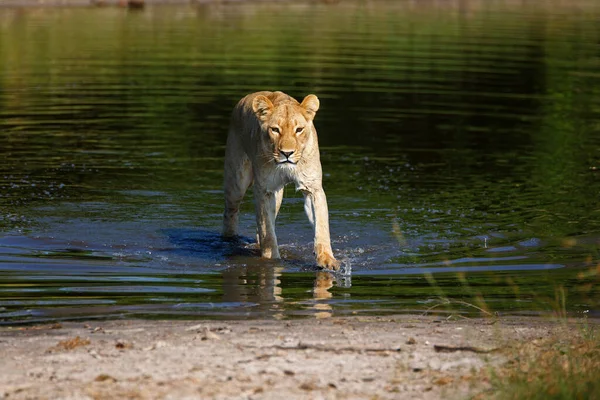 Lioness Chobe National Park Botswana While Wading River — Stock Photo, Image