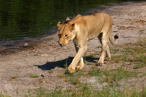 Lwica Parku Narodowym Chobe Botswanie — Zdjęcie stockowe