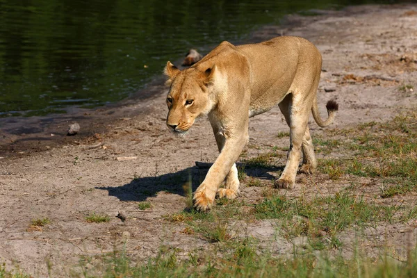 Oroszlán Botswanai Chobe Nemzeti Parkban — Stock Fotó