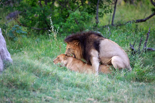 Leões Período Acasalamento Animais Adoram — Fotografia de Stock