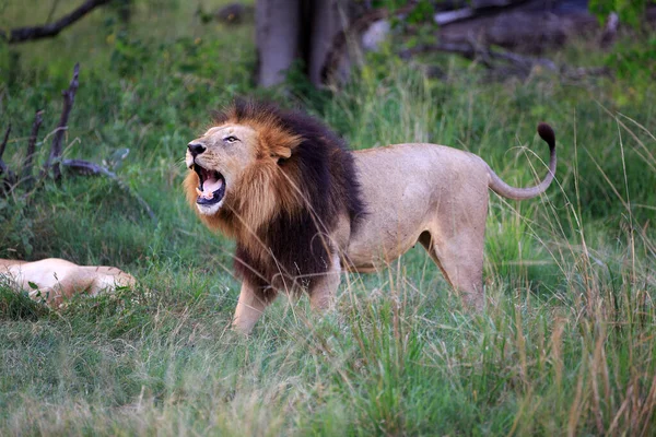 León Animal Peligroso Naturaleza —  Fotos de Stock